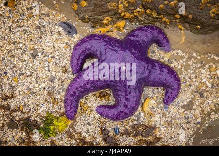 Sea stars or starfish on a rock exposed by the low tide in Oregon, USA Stock Photo
