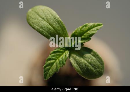 Cannabis sprout close up. Fresh young marijuana seedling. Growing plant on light background. Stock Photo