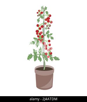 Cherry tomato plant in a flower pot. Vector illustration isolated on white Stock Vector