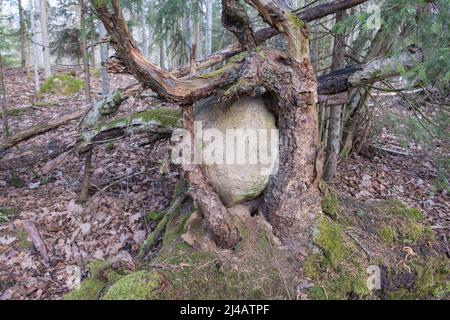 The roots of an old oak tree growing over and around the rocks and boulders. Stock Photo