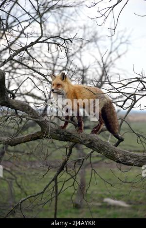 Red fox, Rotfuchs, Vulpes vulpes, vörös róka, Hungary, Magyarország, Europe