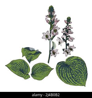 Hosta flowers and leaves hand drawn set, in five colors with black outline, modern digital art. Design elements for decorating printed products, invitations, postcards. Stock Vector