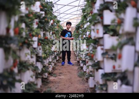 Riyadh, Saudi Arabia. 13th Apr, 2022. A boy picks strawberries during Ramadan at Hanging Strawberry Gardens in northwest of Riyadh, Saudi Arabia, April 13, 2022. Credit: Wang Haizhou/Xinhua/Alamy Live News Stock Photo