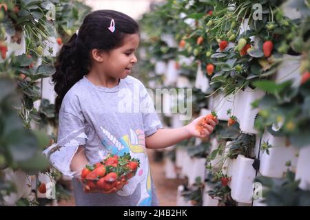 Riyadh, Saudi Arabia. 13th Apr, 2022. A girl picks strawberries during Ramadan at Hanging Strawberry Gardens in northwest of Riyadh, Saudi Arabia, April 13, 2022. Credit: Wang Haizhou/Xinhua/Alamy Live News Stock Photo