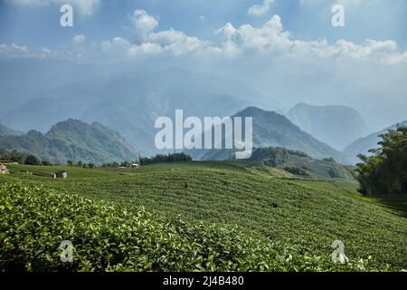 Landscape with oolong tea plantation in Alishan mountain in Taiwan Stock Photo