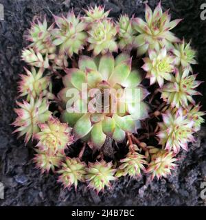 Sempervivum tectorum L., commonly known as Common Houseleek or Hens and Chicks, is a low-growing, evergreen, succulent plant. Stock Photo