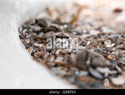 Baby killdeer Charadrius vociferus lie near their nest in Sarasota, Florida Stock Photo