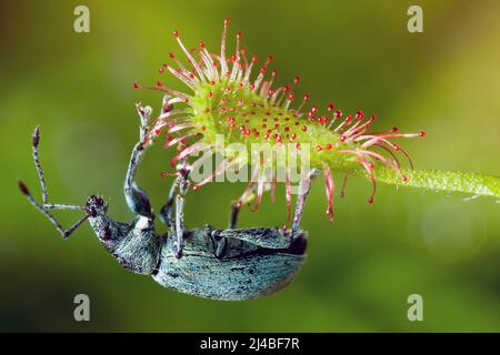 Flower Drosera madagascariensis, carnivorous plant, Andringitra ...