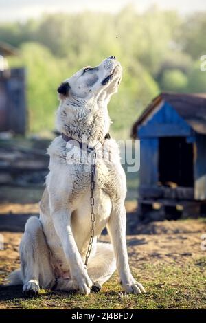 Beautiful white asian dog near the blue booth on a sunny day. The dog looks at an insect flying over his head. Stock Photo