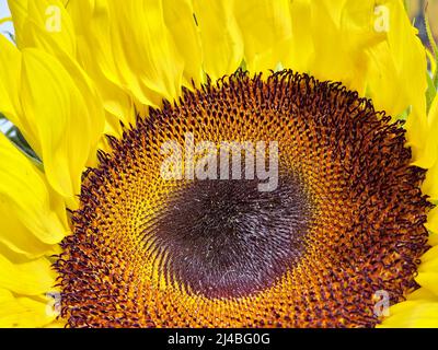 Close up of the center of a Common Sunflower with the disc florets in various stages. Stock Photo