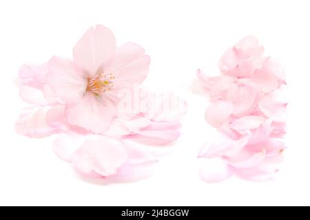 Japanese natural pink cherry blossom isolated, flower petals, pure white background, spring abstract photography Stock Photo