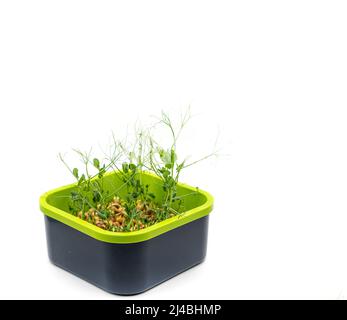 Microgreens pea isolated on white background. Fresh micro greens pea sprouts. High quality photo Stock Photo