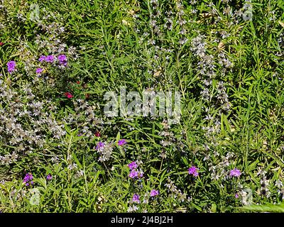 A bush grows beautiful purple flowers in the desert during the spring season Stock Photo