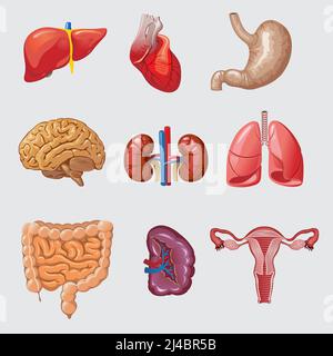 Cartoon human organs set with liver heart stomach brain kidneys lungs intestines spleen female reproductive system isolated vector illustration Stock Vector