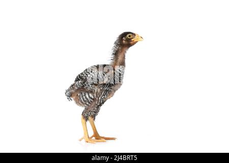 isolated young barred plymouth rock hen with white background,two months old. Stock Photo