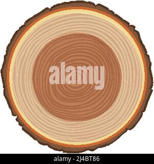 Anatomy of tree trunk illustration Stock Vector Image & Art - Alamy