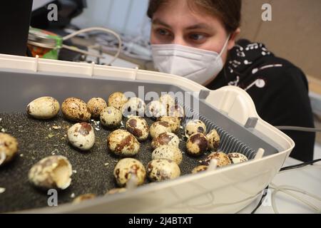 11 April 2022, Saxony-Anhalt, Halberstadt: Museum employee Susanne Bursch checks the eggs in the incubator. At a temperature of 37.3 degrees, young quail chicks hatch in an incubator at the Vorgelkundemuseum Heineanum. The museum traditionally presents its Easter chicks over Easter, which hatch from more than 30 eggs after 17-19 days of incubation. From Good Friday to Easter Monday, the nimble chicks can be viewed in a display window at the museum. The quail eggs were provided by the Halberstadt Zoo. After Easter, the young quail chicks will return to the zoo. Photo: Matthias Bein/dpa/ZB Stock Photo