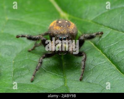 Female red-backed jumping spider (Phiddipus johnsoni) on a green leaf in a threatening position, Delta, British Columbia, Canada Stock Photo