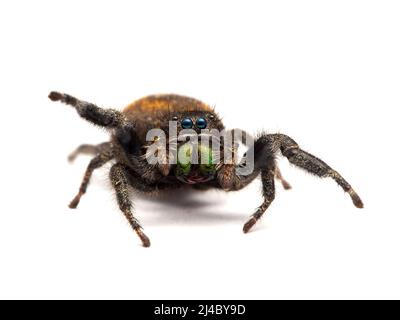 Colorful female red-backed jumping spider (Phiddipus johnsoni) facing the camera, isolated. Delta, British Columbia, Canada Stock Photo