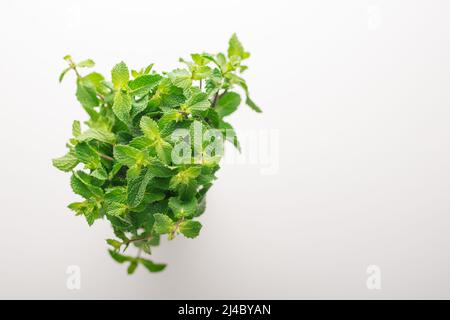 Gradient Peppermint Peppermint plant from above. Water drops on the leaves. Selective Focus ...