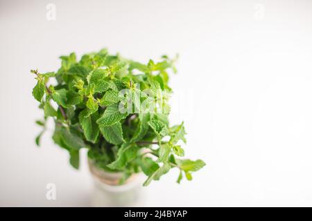 Gradient Peppermint Peppermint plant from above. Water drops on the leaves. Selective Focus ...