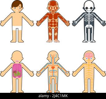 human body for kids diagram