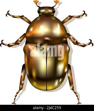 Vector shiny bronze Beetle isolated on white. EPS10 opacity Stock Vector