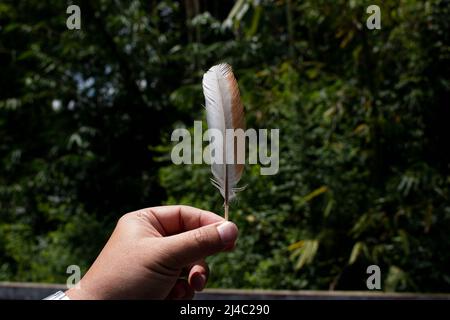 Hand holding feather Stock Photo