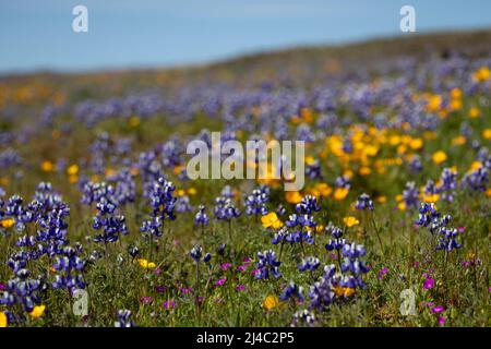 Wildflowers in Northern California Stock Photo