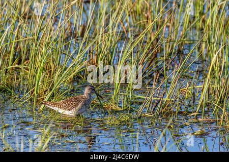 Sandpiper walking among the grass straws in the lake Stock Photo