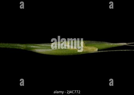 Giant Fescue (Lolium giganteum). Spikelet Closeup Excluding Awns Stock Photo