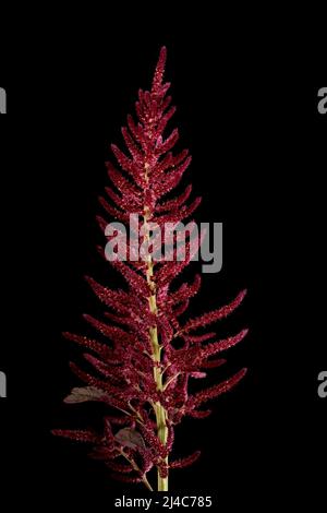 Red Amaranth (Amaranthus cruentus). Inflorescence Closeup Stock Photo