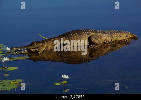 Freshwater crocodile (Crocodylus johnstoni), Ord River, Australia Stock Photo
