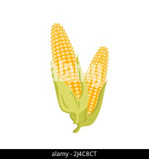 Ripe yellow corn, maize organic harvest from farm field, two golden corncobs with leaf Stock Vector