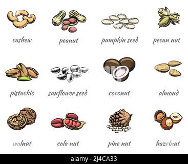 Vector nuts icons set. Food peanut and hazelnut, seed and walnut, almond and pistachio Stock Vector