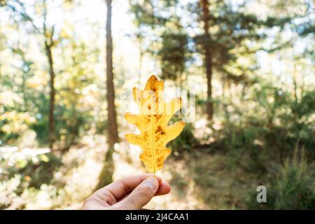 Oak yellow leaf held by hand in autumn in the forest Stock Photo