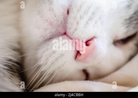 Close-up portrait of a white cat. Macro photo of a red cat's nose. The concept of pet care, treatment of respiratory organs in domestic cats. Stock Photo