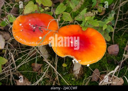 Red Amanita muscaria, known as the fly agaric or fly amanita mushrooms with red orange flat cap and little white spots Stock Photo