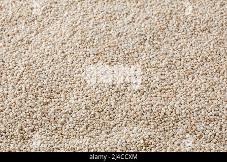 Dried white quinoa seeds background Stock Photo