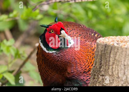 Pheasant (Phasianus colchicus) male game bird red wattle blue green sheen on head orange brown body plumage and long orange tail and white collar Stock Photo