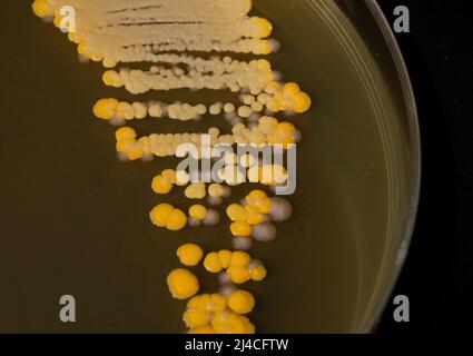 CLOSEUP PHOTO OF BACTERIA AND FUNGI GRWOTH ON AGAR MEDIA IN A PLASTIC PLATE Stock Photo