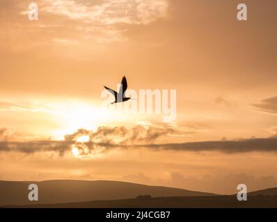 solitary curlew flies into setting sunset on islland of orkney Stock Photo