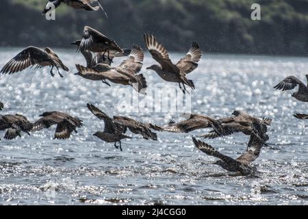 scramble among flock of bonxie or great skua in north atlantic Stock Photo