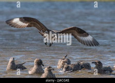 scramble among flock of bonxies, or great skua, in north atlantic Stock Photo