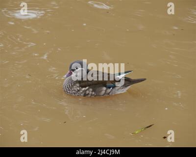 Female Mandarin Duck-Aix Galericulata on the canal in Bude, Cornwall Stock Photo