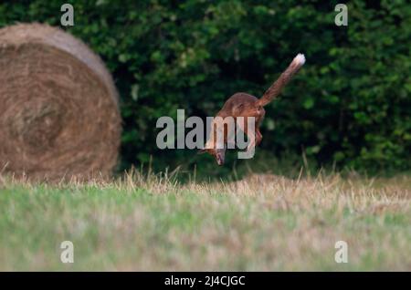 Red fox (Vulpes vulpes) hunting prey by jumping, mown meadow, silo bales, foraging, Departement Haut-Rhin, Alsace, France Stock Photo