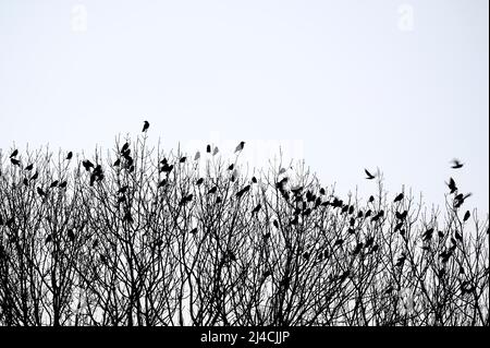 Carrion crow (Corvus corone) and western jackdaw (Corvus monedula), birds gather at dusk, in front of departure to roost, Bottrop, Ruhr area, North Stock Photo