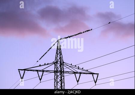 Carrion crow (Corvus corone) and western jackdaw (Corvus monedula), birds gather at dusk, in front of departure to roost, Bottrop, Ruhr area, North Stock Photo