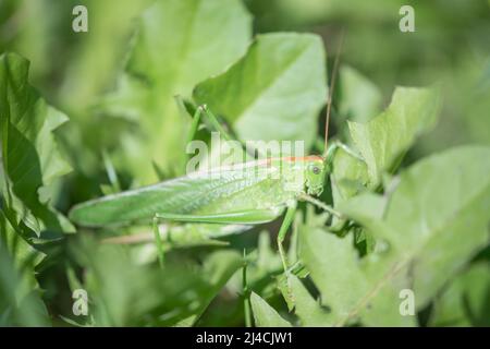 Great green bush cricket (Tettigonia viridissima), female, sitting well hidden in summer meadow, Velbert, North Rhine-Westphalia, Germany Stock Photo