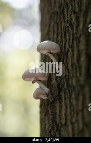 Porcelain fungus (Mucidula mucida), growing from standing tree in romantic sunlight, Vorpommersche Boddenlandschaft National Park Stock Photo